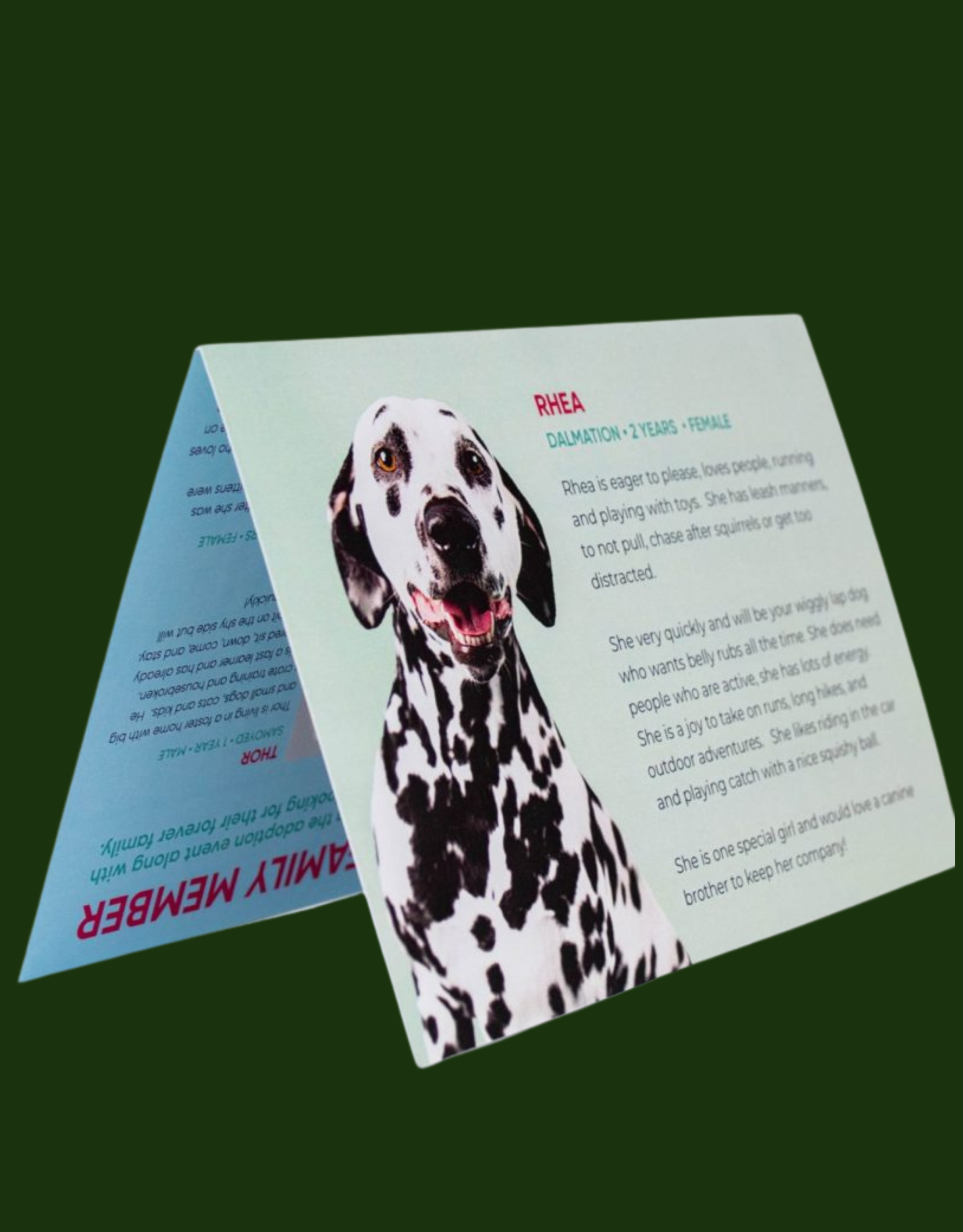 Example direct mail postcard for a pet care practice